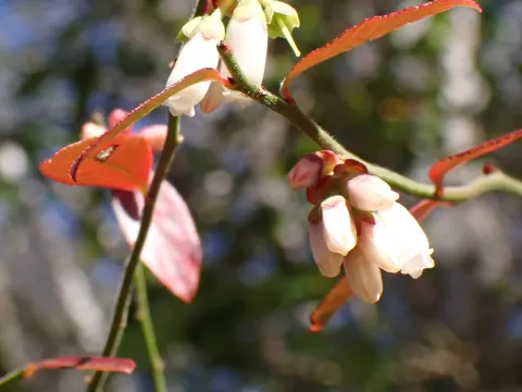Highbush Blueberry