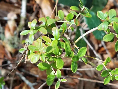 Dwarf Blueberry