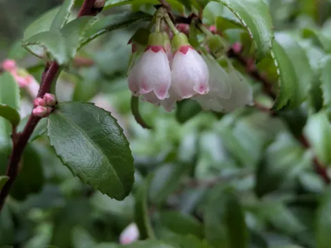 Evergreen Huckleberry