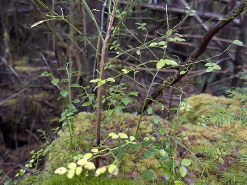 Red Huckleberry