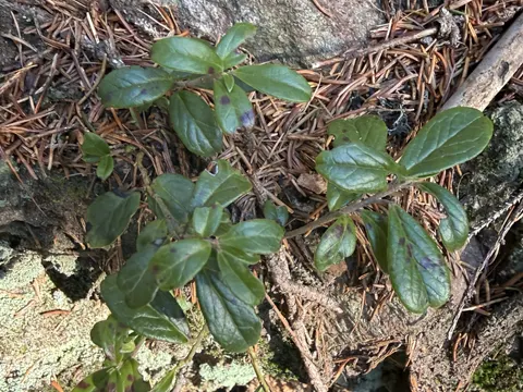 Lingonberry