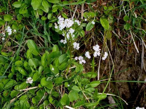 Sumpf-Baldrian (Valeriana dioica)