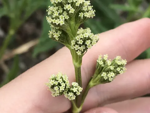 Speise-Baldrian (Valeriana edulis)