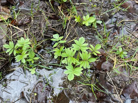 Holunder-Baldrian (Valeriana sambucifolia)