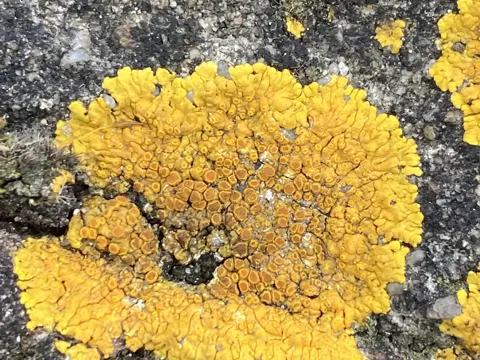 Hepps Schönfleck (Variospora flavescens)