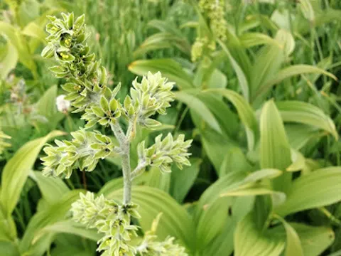 Grüner Germer (Veratrum viride)