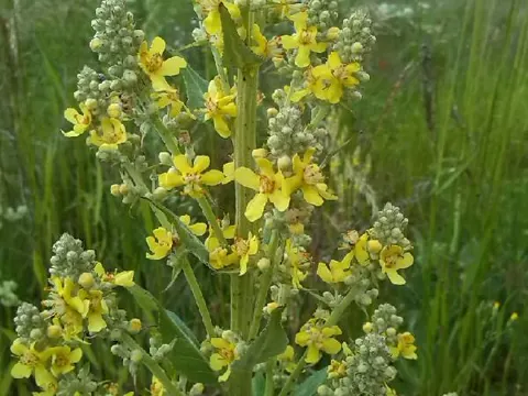 Mehlige Königskerze (Verbascum lychnitis)