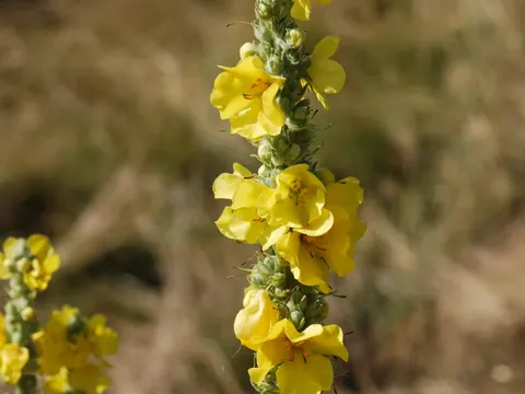 Windblumen-Königskerze (Verbascum phlomoides)