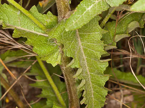 Buchtig-blättriges Königskerze (Verbascum sinuatum)