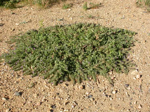 Hochblatt-Eisenkraut (Verbena bracteata)