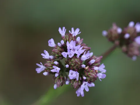 Verbena brasiliensis (Verbena brasiliensis)