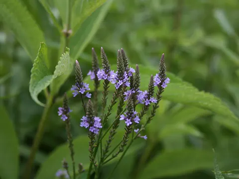 Blue Vervain