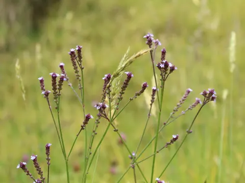 Seashore Vervain