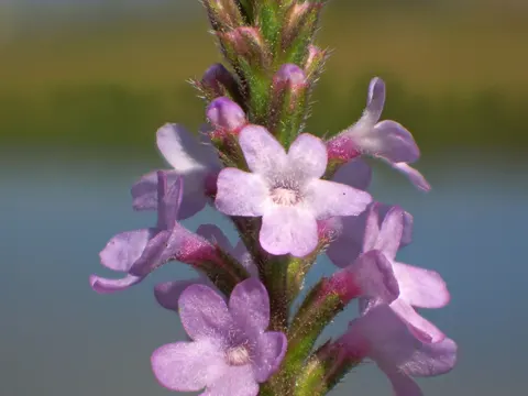 Eisenkraut (Verbena officinalis)