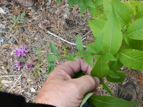 Vernonia baldwinii (Vernonia baldwinii)
