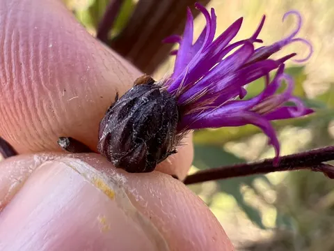 Vernonia gigantea (Vernonia gigantea)
