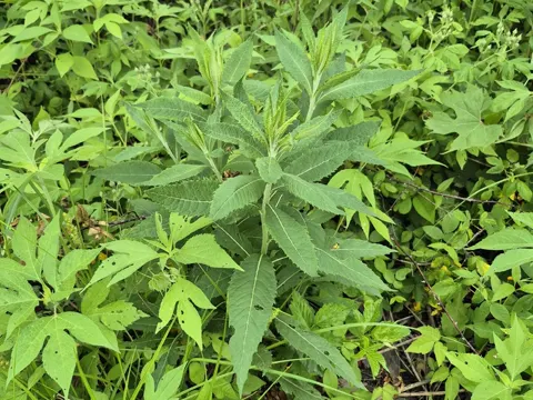 Vernonia missurica (Vernonia missurica)