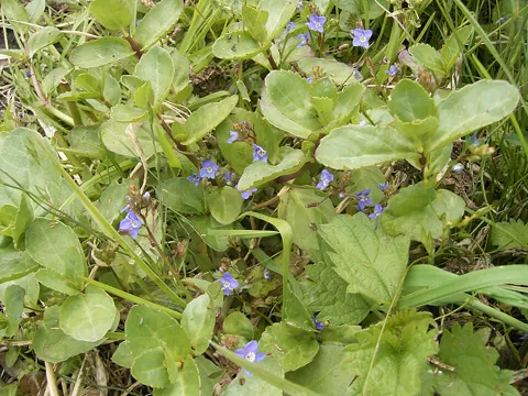 Brooklime (Veronica beccabunga)
