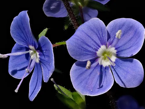 Germander Speedwell