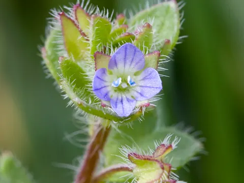 Efeu-Ehrenpreis (Veronica hederifolia)