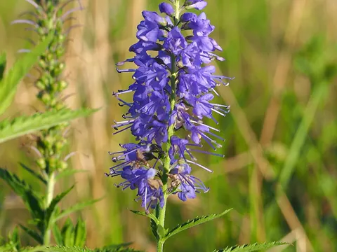 Langblättriger Ehrenpreis (Veronica longifolia)