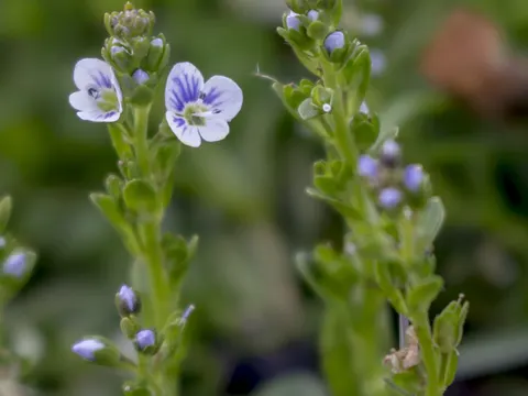 Quendel-Ehrenpreis (Veronica serpyllifolia)
