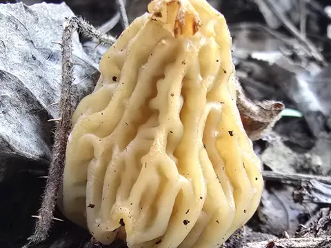 Wrinkled Thimble Morel
