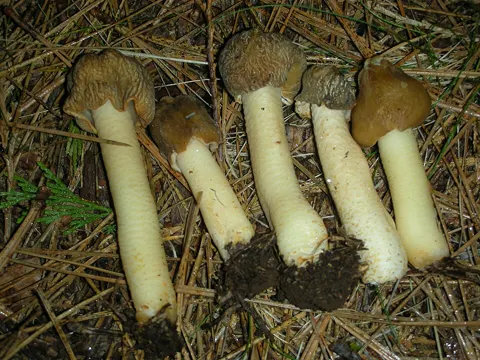 Glockenverpel (Verpa conica)