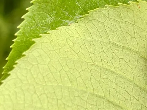 Viburnum lentago (Viburnum lentago)
