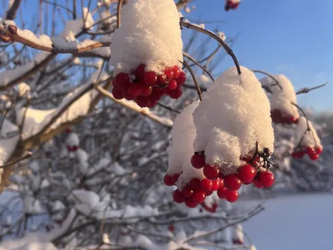 Highbush Cranberry