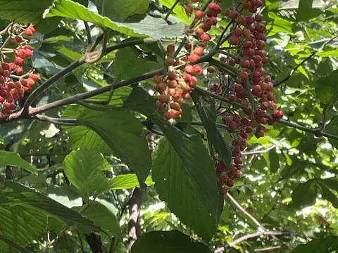 Tea Viburnum