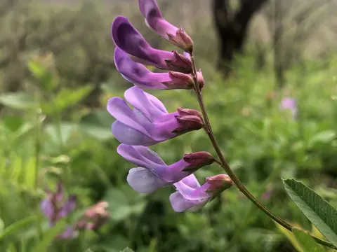 Amerika-Wicke (Vicia americana)
