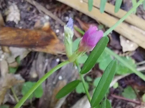 Common Vetch