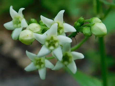 Schwalbenwurz (Vincetoxicum hirundinaria)