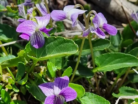 Australian Violet
