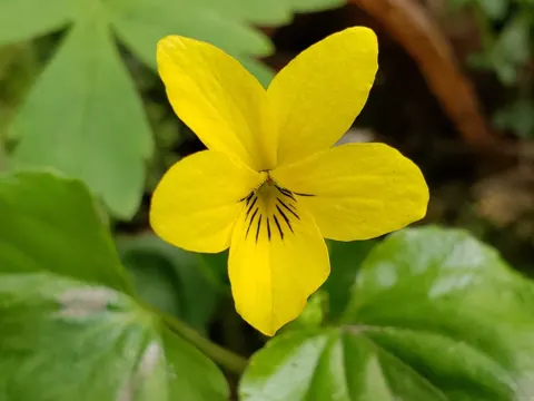 Glattes Veilchen (Viola glabella)