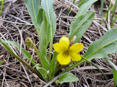 Violette (Viola nuttallii)
