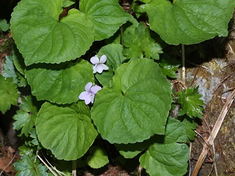 Sumpf-Veilchen (Viola palustris)