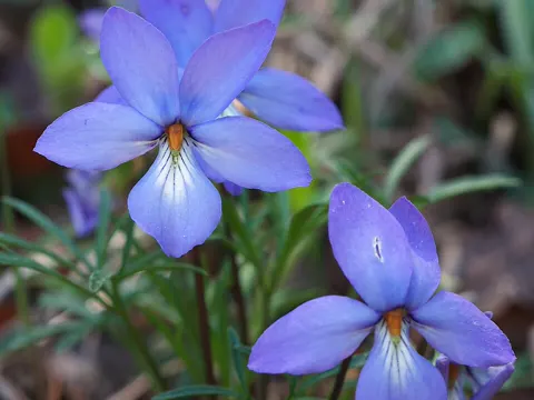 Vogelfuß-Veilchen (Viola pedata)