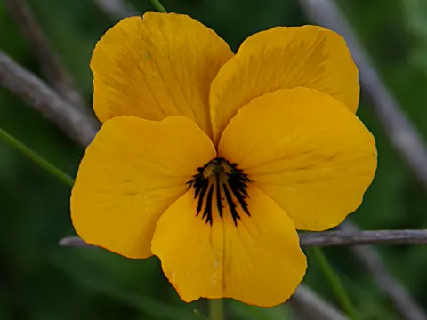 Hornveilchen