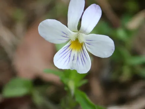 Feldveilchen (Viola rafinesquei)