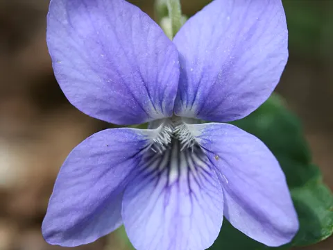 Rivinus Violet