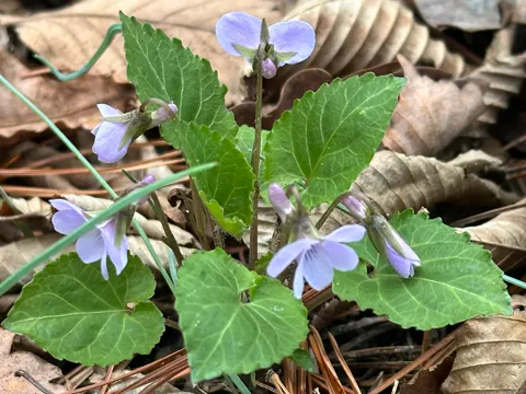 Selkirks Veilchen (Viola selkirkii)