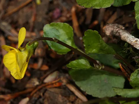 Evergreen Violet (Viola sempervirens)