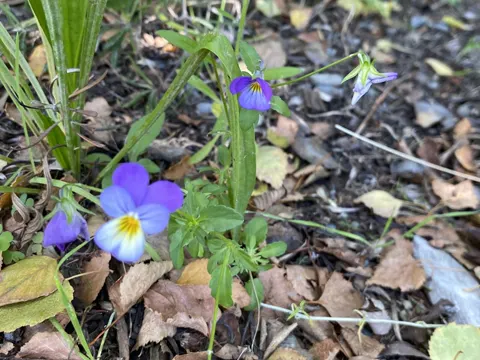 Wildes Stiefmütterchen (Viola tricolor)