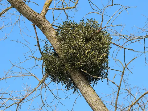 Mistletoe