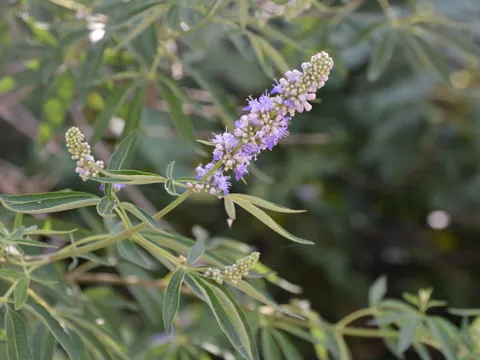 Echter Mönchspfeffer (Vitex agnus-castus)