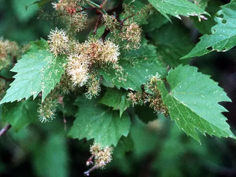 River Grape
