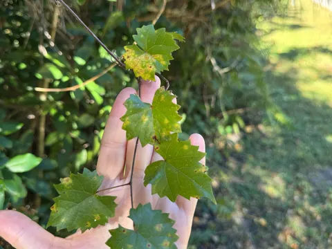 Muscadine Grape
