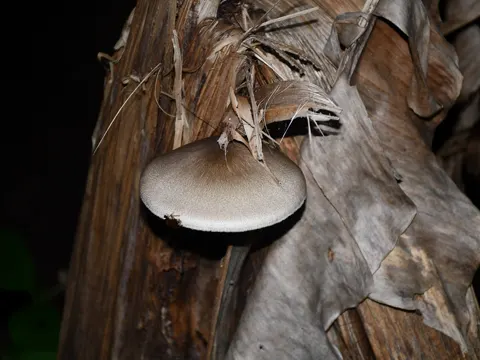 Straw Mushroom (Volvariella volvacea)